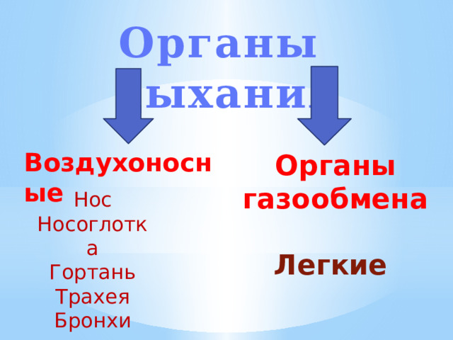 Органы дыхания Воздухоносные Органы газообмена Легкие Нос Носоглотка Гортань Трахея Бронхи 