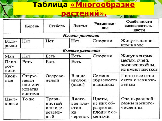 Таблица «Многообразие растений». 