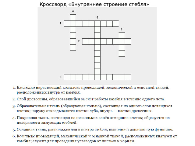 Кроссворд «Внутреннее строение стебля» 