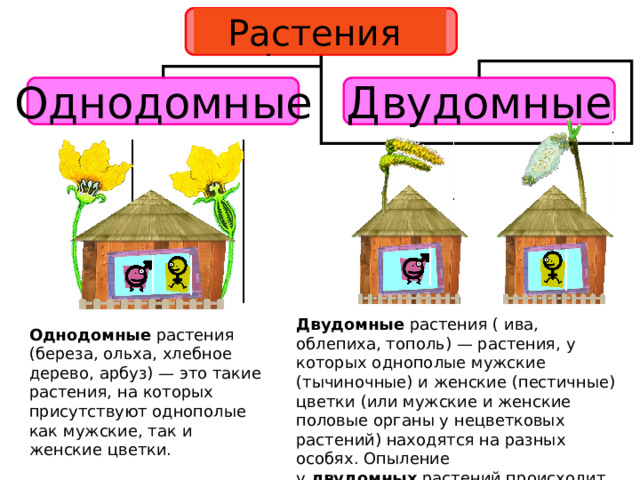 Сходства и различия однодомных и двудомных растений