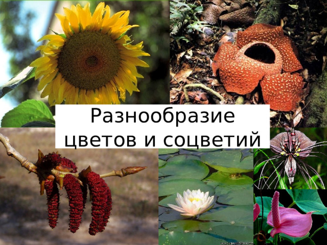Разнообразие цветов и соцветий  