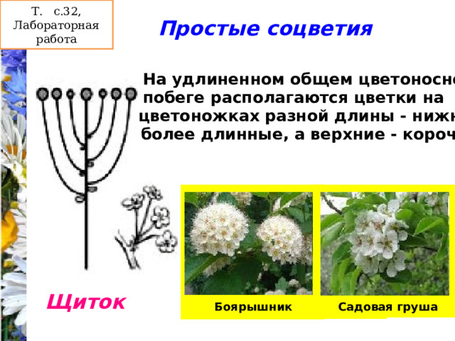 Т. с.32, Лабораторная работа Т. с.32, рис.30 Простые соцветия На удлиненном общем цветоносном побеге располагаются цветки на цветоножках разной длины - нижние более длинные, а верхние - короче. Щиток Садовая груша Боярышник 