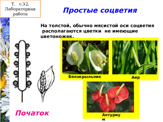 Т. с.32, Лабораторная работа Простые соцветия На толстой, обычно мясистой оси соцветия  располагаются цветки не имеющие цветоножек.  . Белокрыльник Аир Початок Антуриум 