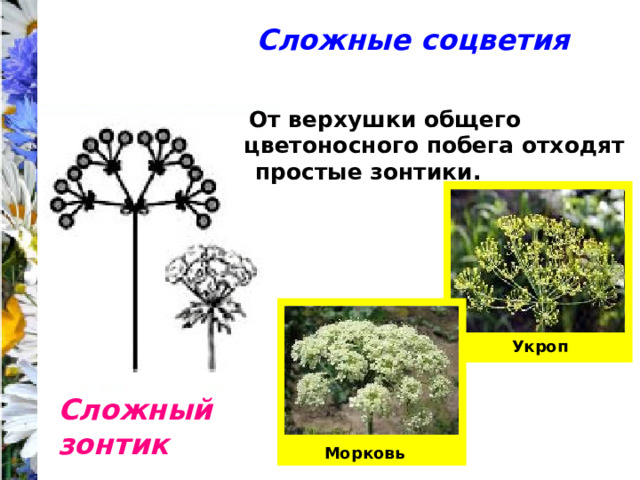 Сложные соцветия От верхушки общего цветоносного побега отходят простые зонтики. Укроп Сложный зонтик Морковь 