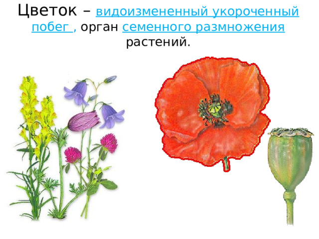 Цветок-мужегон: 8 растений, способных изгнать мужчину из дома | 4Home | Дзен Пол цветка определяется взаимодействием трех генов