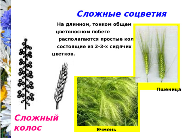 Сложные соцветия На длинном, тонком общем цветоносном побеге располагаются простые колоски, состоящие из 2-3-х сидячих цветков. Пшеница Сложный колос Ячмень 