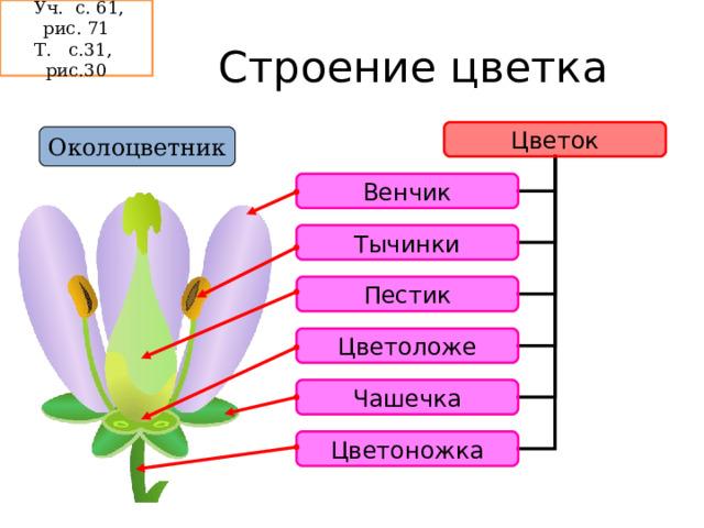  Уч. с. 61, рис. 71 Т. с.31, рис.30 Строение цветка Цветок Околоцветник Венчик Тычинки Пестик Цветоложе Чашечка Цветоножка  