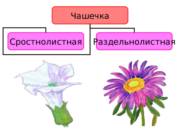 Чашечка Сростнолистная Раздельнолистная 7 