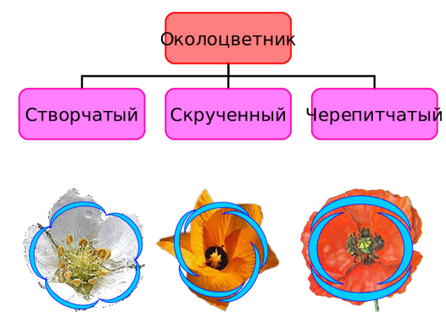 Цветок превращается в происходит видоизменение стенки образование