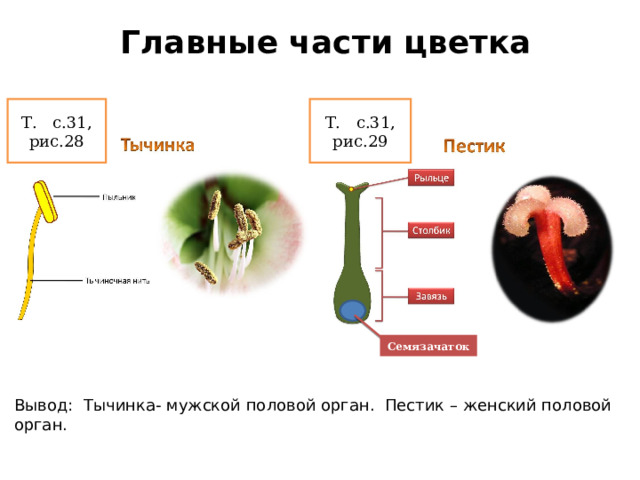 Тычинка это мужской