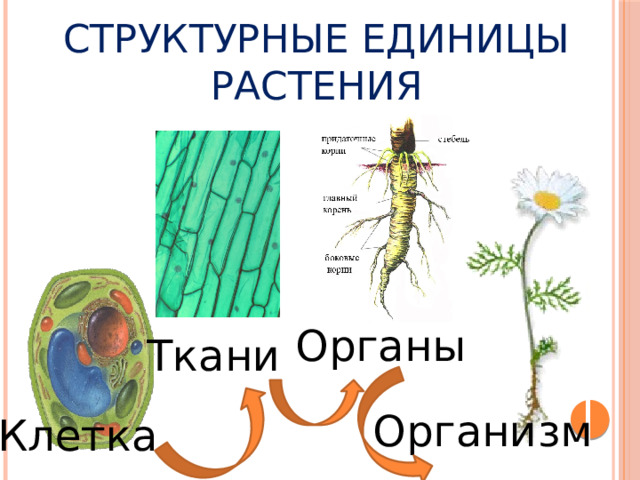 Структурные единицы растения Органы Ткани Организм Клетка 