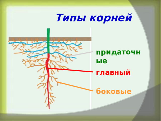 Придаточные корни развиваются из зародышевого корешка. Главный корень развивается у. Боковые корни развиваются. Главный корень.