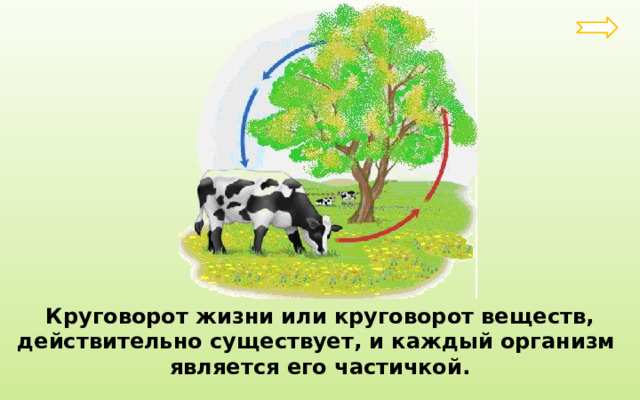 Великий круговорот жизни