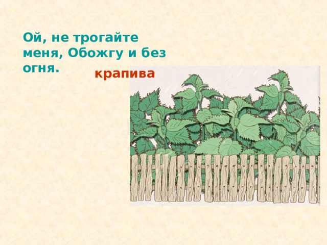 Ой, не трогайте меня, Обожгу и без огня. крапива 