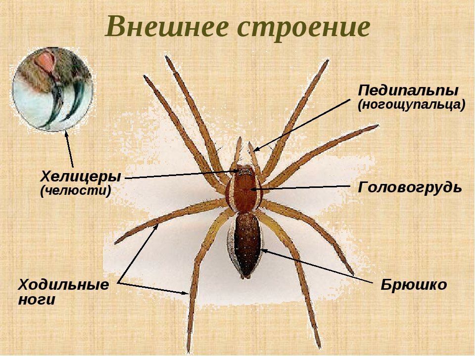 Сколько пар ног у паукообразных. Внешнее строение паука сенокосца. Педипальпы паукообразных. Педипальпы паука строение. Внешнее строение паука схема.