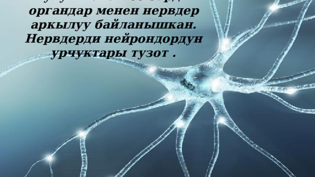  Жулун жана мээ бардык органдар менен нервдер аркылуу байланышкан. Нервдерди нейрондордун урчуктары тузот . 