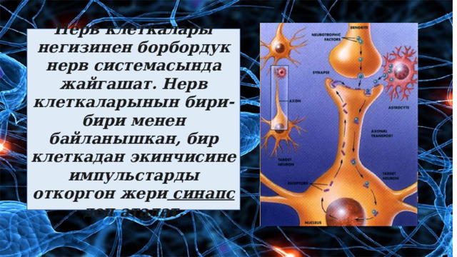 Нерв клеткалары негизинен борбордук нерв системасында жайгашат. Нерв клеткаларынын бири-бири менен байланышкан, бир клеткадан экинчисине импульстарды откоргон жери синапс деп аталат. 