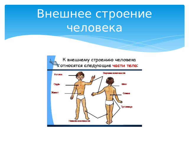 Строение человека проект