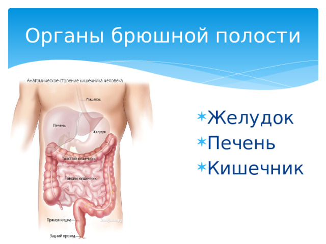 Живот это... Что такое Живот?