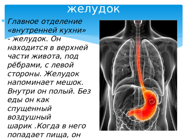 Главное отделение внутренней кухни человека