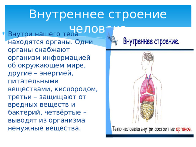 Строение тела человека презентация 6 класс