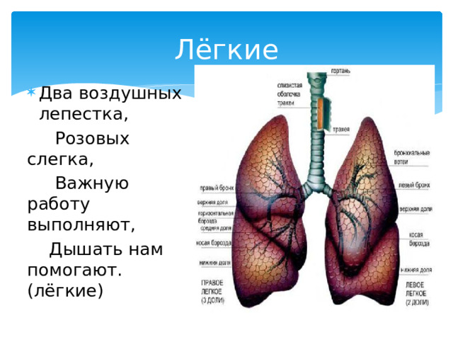 Схема строения легких человека