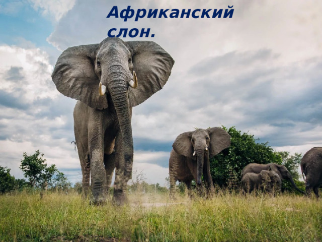 Африканский слон. 