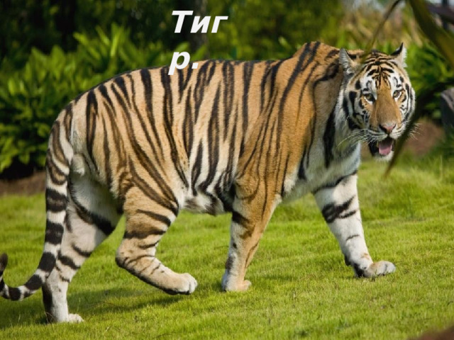 Тигр. 