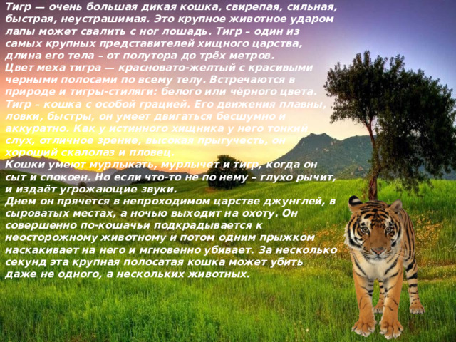 Тигр — очень большая дикая кошка, свирепая, сильная, быстрая, неустрашимая. Это крупное животное ударом лапы может свалить с ног лошадь. Тигр – один из самых крупных представителей хищного царства, длина его тела – от полутора до трёх метров. Цвет меха тигра — красновато-желтый с красивыми черными полосами по всему телу. Встречаются в природе и тигры-стиляги: белого или чёрного цвета. Тигр – кошка с особой грацией. Его движения плавны, ловки, быстры, он умеет двигаться бесшумно и аккуратно. Как у истинного хищника у него тонкий слух, отличное зрение, высокая прыгучесть, он хороший скалолаз и пловец. Кошки умеют мурлыкать, мурлычет и тигр, когда он сыт и спокоен. Но если что-то не по нему – глухо рычит, и издаёт угрожающие звуки. Днем он прячется в непроходимом царстве джунглей, в сыроватых местах, а ночью выходит на охоту. Он совершенно по-кошачьи подкрадывается к неосторожному животному и потом одним прыжком наскакивает на него и мгновенно убивает. За несколько секунд эта крупная полосатая кошка может убить даже не одного, а нескольких животных. 