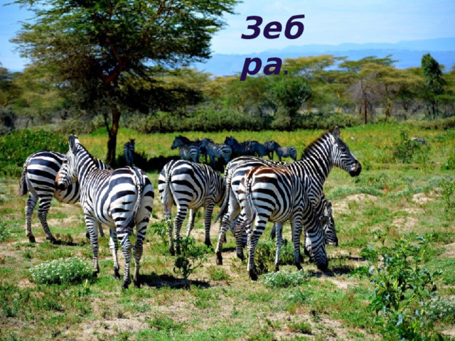 Зебра . 