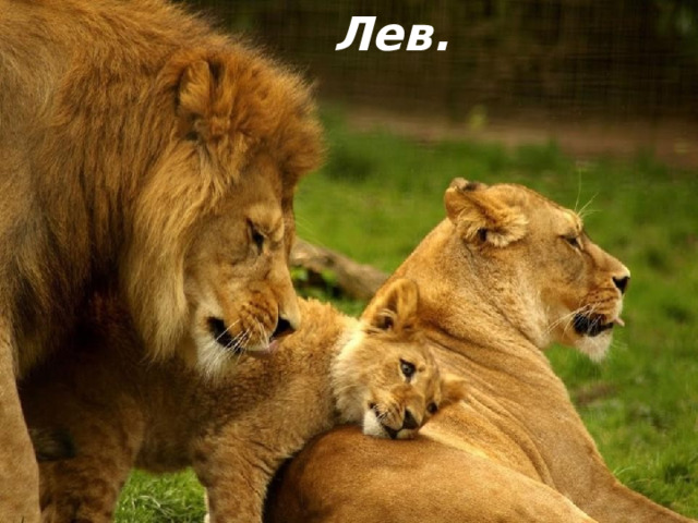 Лев. 
