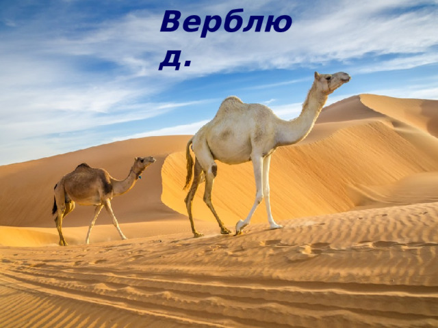 Верблюд. 