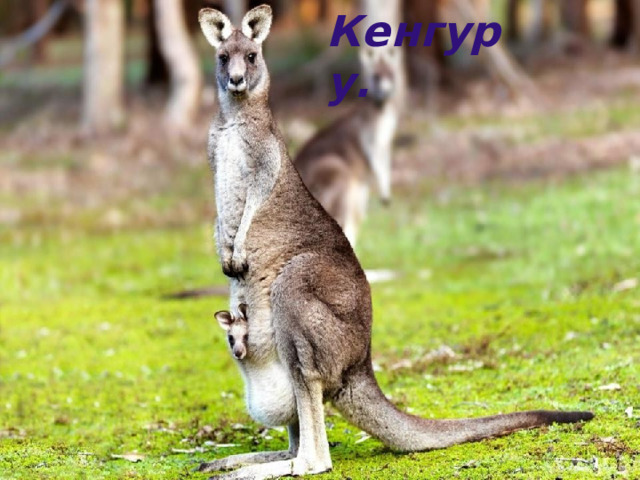 Кенгуру. 