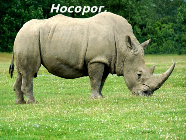 Носорог. 