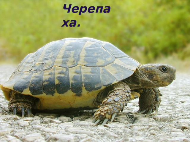 Черепаха. 