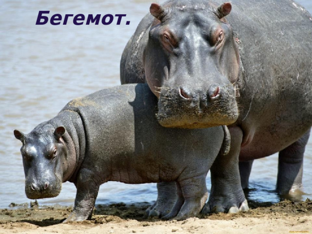 Бегемот. 