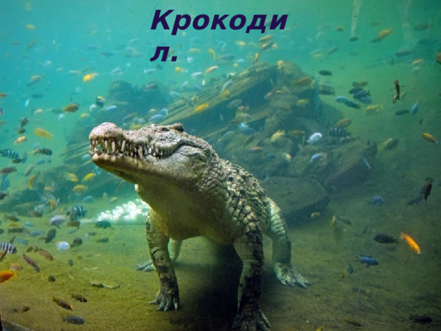 Крокодил. 