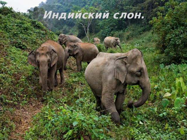 Индийский слон. 