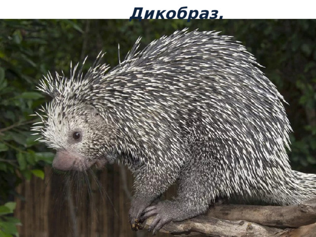 Дикобраз. 
