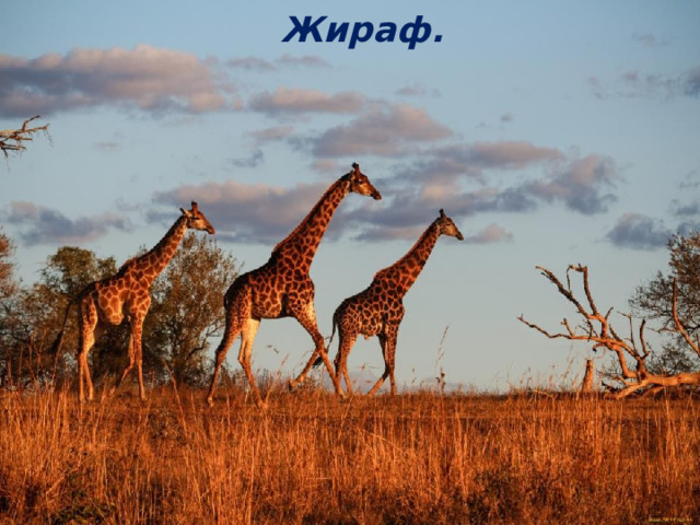 Жираф. 