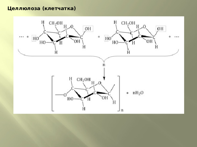 Целлюлоза (клетчатка) 