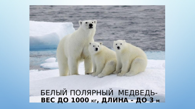 Белый полярный медведь-  Вес до 1000 кг , длина - до 3 м 