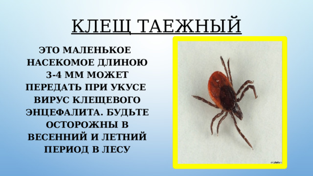 Клещ таежный Это маленькое насекомое длиною 3-4 мм может передать при укусе вирус клещевого энцефалита. Будьте осторожны в весенний и летний период в лесу 