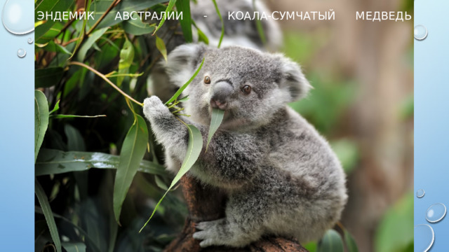 Эндемик австралии - коала-сумчатый медведь   