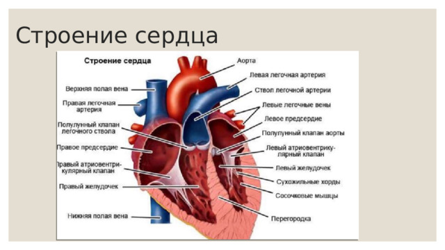 Левое предсердие легочная артерия. Строение сердца без надписей. Строение сердца во фронтальной.