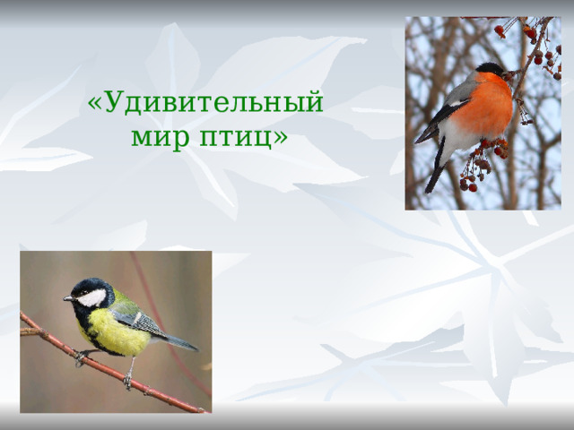 «Удивительный  мир птиц»     