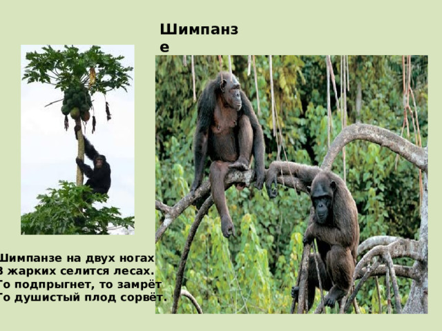 Шимпанзе Шимпанзе на двух ногах В жарких селится лесах. То подпрыгнет, то замрёт То душистый плод сорвёт. 