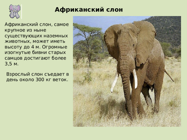 Африканский слон Африканский слон, самое крупное из ныне существующих наземных животных, может иметь высоту до 4 м. Огромные изогнутые бивни старых самцов достигают более 3,5 м. Взрослый слон съедает в день около 300 кг веток. 