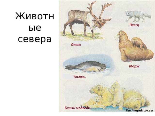 Животные севера 