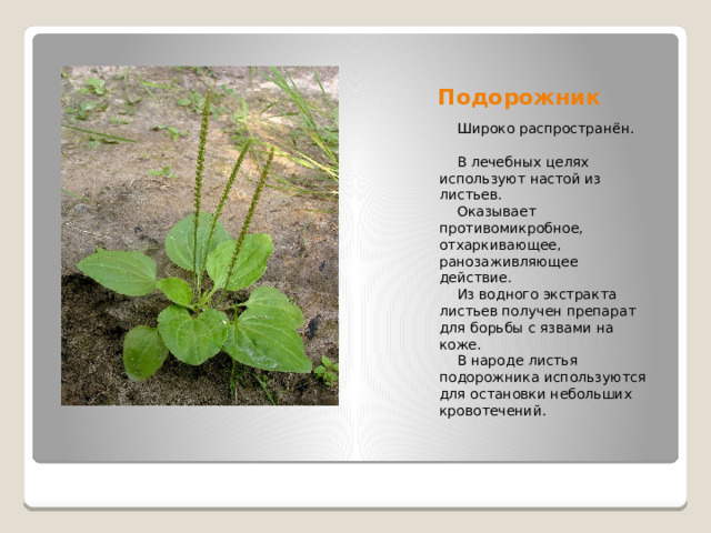 Подорожник  Широко распространён.  В лечебных целях используют настой из листьев.  Оказывает противомикробное, отхаркивающее, ранозаживляющее действие.  Из водного экстракта листьев получен препарат для борьбы с язвами на коже.  В народе листья подорожника используются для остановки небольших кровотечений. 